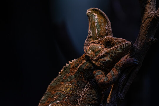 Beautiful colof of chameleon panther on branch, animal closeup