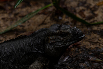The rhinoceros iguana is a species of lizard belonging to the genus Cyclura