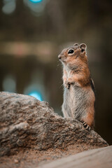 chipmunk get me a pose.. here U go