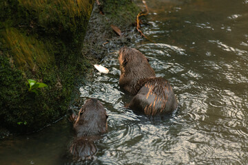 A selective focus shot of two sea otters eating fish in the lake