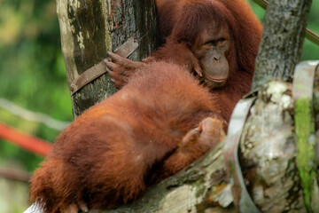 Orangutans, mother and a baby, sitting on platform, looking to the left