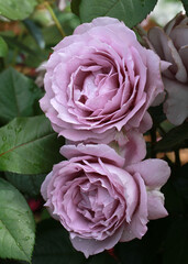 Rosa 'Novalis' (Korfriedhar). Part of the Fairytale Roses® Collection by Kordes Roses.