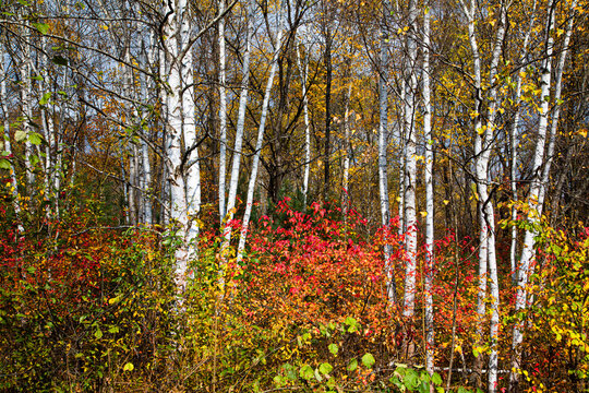 Wanda mountains forest autumn
