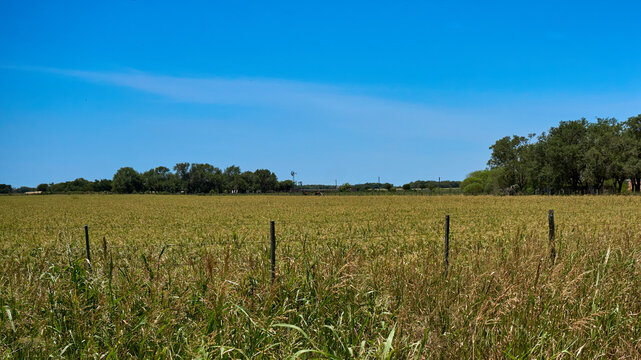 Tranquil Countryside Oasis Lush Green Fields, Towering Trees, and Endless Blue Skies