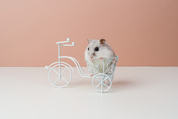 Cute hamster sits on a bicycle. Hamster close-up.