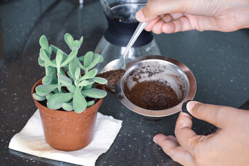A South Asian woman hand adding coffee ground paste to her succulent plant soil. Natural organic...