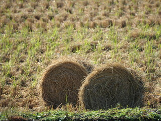 干し草　稲わらロール
