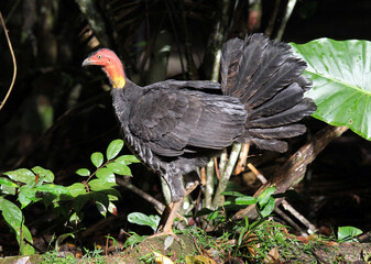 Australian brushturkey bird walking through a forest