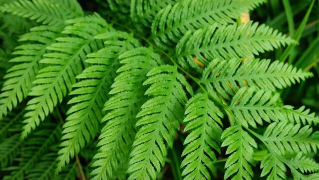 Pteris tremula Australian brake, tender brake, tender brakefern, shaking brake leaves close up
