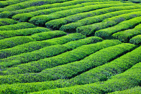 Chongqing banan SAN tea garden