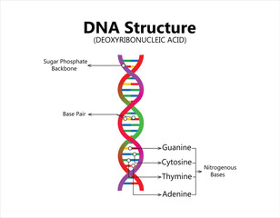 Vector scientific icon spiral of DNA and RNA. An illustration of the differences in the structure of the DNA and RNA molecules. Image poster structure RNA and DNA