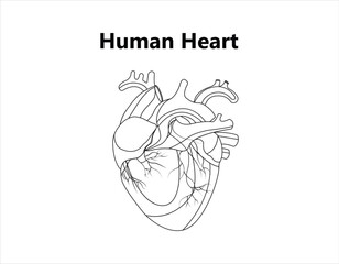 Human heart anatomically correct hand drawn line art and dotwork. Flash tattoo or print design vector illustration
