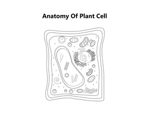Plant cell structure, anatomy infographic diagram with parts flat vector illustration design for biology science education school book concept microbiology organism scheme labels of components