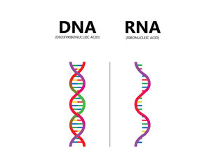 DNA vs. RNA vector illustration. Educational genetic acid explanation diagram. Nucleobase structure labeled scheme. Ribonucleic and deoxyribonucleic molecule helix chain differences comparison.