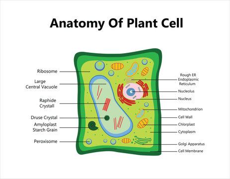 Plant cell structure, anatomy infographic diagram with parts flat vector illustration design for biology science education school book concept microbiology organism scheme labels of components