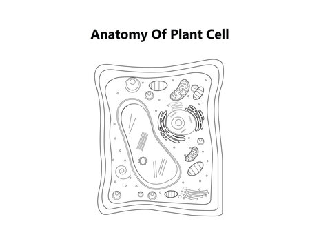 Plant cell structure, anatomy infographic diagram with parts flat vector illustration design for biology science education school book concept microbiology organism scheme labels of components