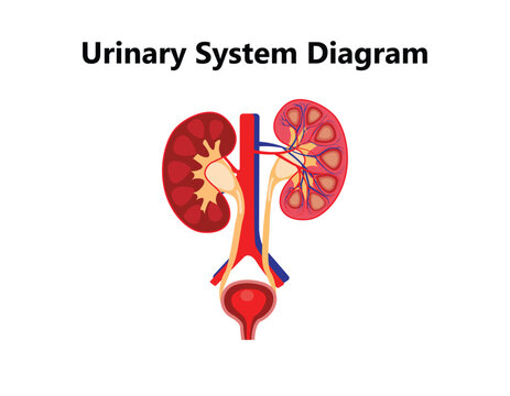 Excretory system vector illustration. Labeled educational human organs location scheme. Diagram with isolated bladder, ureter, kidney, aorta and adrenal gland.