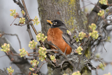 An American robin bird perched on a branch of a flowering tree during a cold raiiny spring day.
