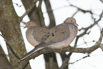 Two mourning doves perched on a branch during a cold raiiny spring day.