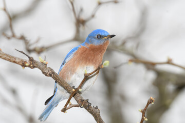 A blue bird perched on a branch during a cold raiiny spring day.