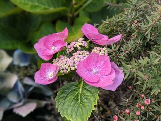 close up of french hydrangea flowering plant