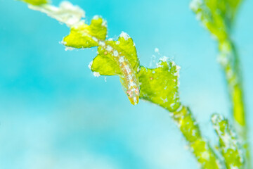 Tiny goby on Watercress Alga