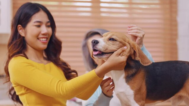 Asian happy family playing with her beagle dog in kitchen room at home.