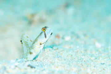 Monster shrimp goby that has beautiful eyes