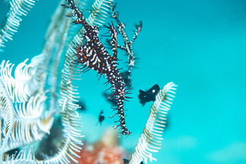 Harlequin ghost pipe fish