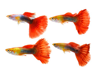 guppy fish isolated on  transparent png