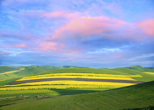 The root of the hulunbuir erguna sunset river wetland rape field