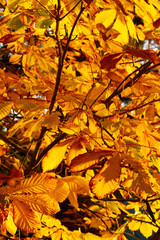 Yellow Autumn Leaves Background