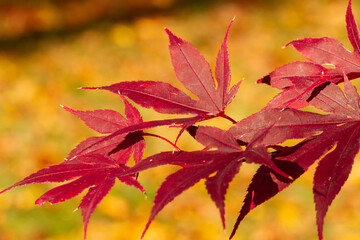 Red Maple Leaves turn color in Autumn