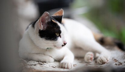 Cute cat resting on the wooden floor in the garden. Selective focus.