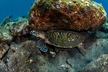 Hawksbill sea turtle. Underwater world of Bali, Indonesia.