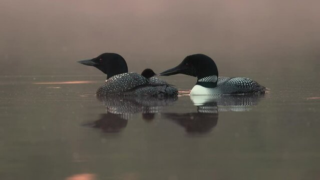 Common Loons on a Lake at Sunrise 