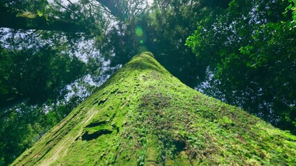 Forest tree. Slow motion tree trunk with thick moss from trees in a rainforest, light breeze in spring on a sunny day