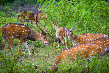 Spotted deer chital or cheetal (Axis axis)- Bandipur Wild life Sanctuary, Karnataka, India