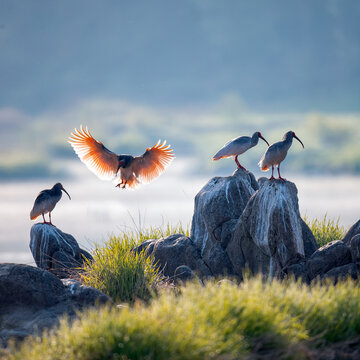 Shaanxi ocean county crested ibis