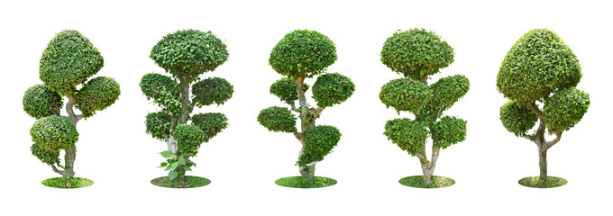Collection Pruning trees, ornamental plants trees and bonsai of shrubs or bushes for garden decoration. (bush, shrub) On white background. (png) Total 5 trees. - obrazy, fototapety, plakaty