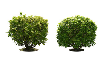 Collection Pruning trees, ornamental plants trees and bonsai of shrubs or bushes for garden decoration. (bush, shrub) On white background. (png) Total 2 trees.
