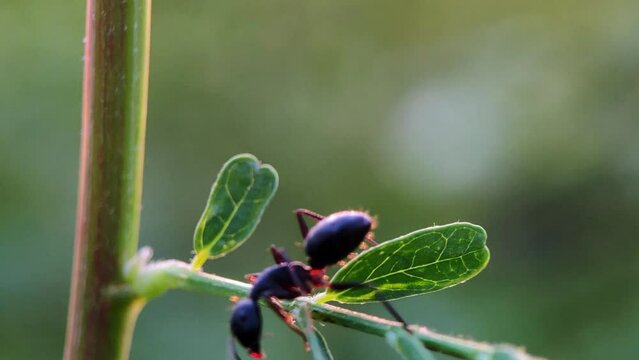 Close-up footage of large black Carpenter ants walking on a tree branch with a defocused background