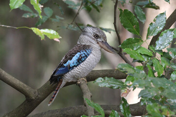 Blue-winged kookaburra bird sitting on a tree branch