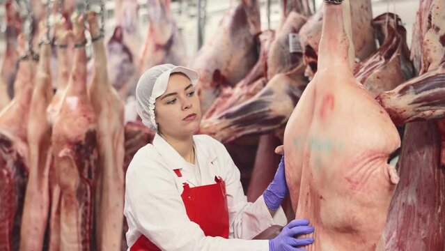 Focused young female butcher shop worker in white uniform and red apron checking fresh raw dressed pork carcasses hanging on hook frame