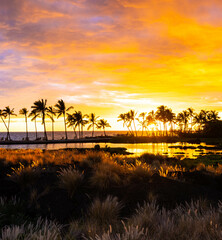 Fototapeta na wymiar Coconut Palms at Sunset on Anchialine Pond and Anaeho'omalu Bay at The Waikoloa Beach, Waikoloa, Hawaii, USA