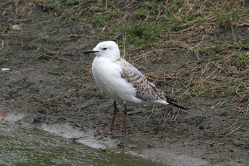 Silver gull seagull bird standing on the edge of a lake