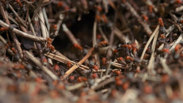 Macro shot of fire ants colony running on the forest ground. Slow motion.
