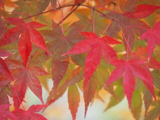秋　紅葉したモミジの葉