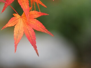 秋　紅葉したモミジの葉