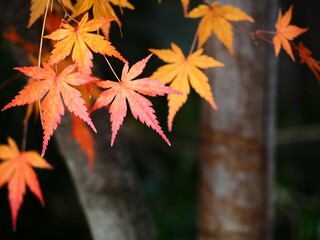 秋　紅葉したモミジの葉